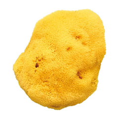 İnce Dokulu Doğal Banyo Süngeri / Büyük